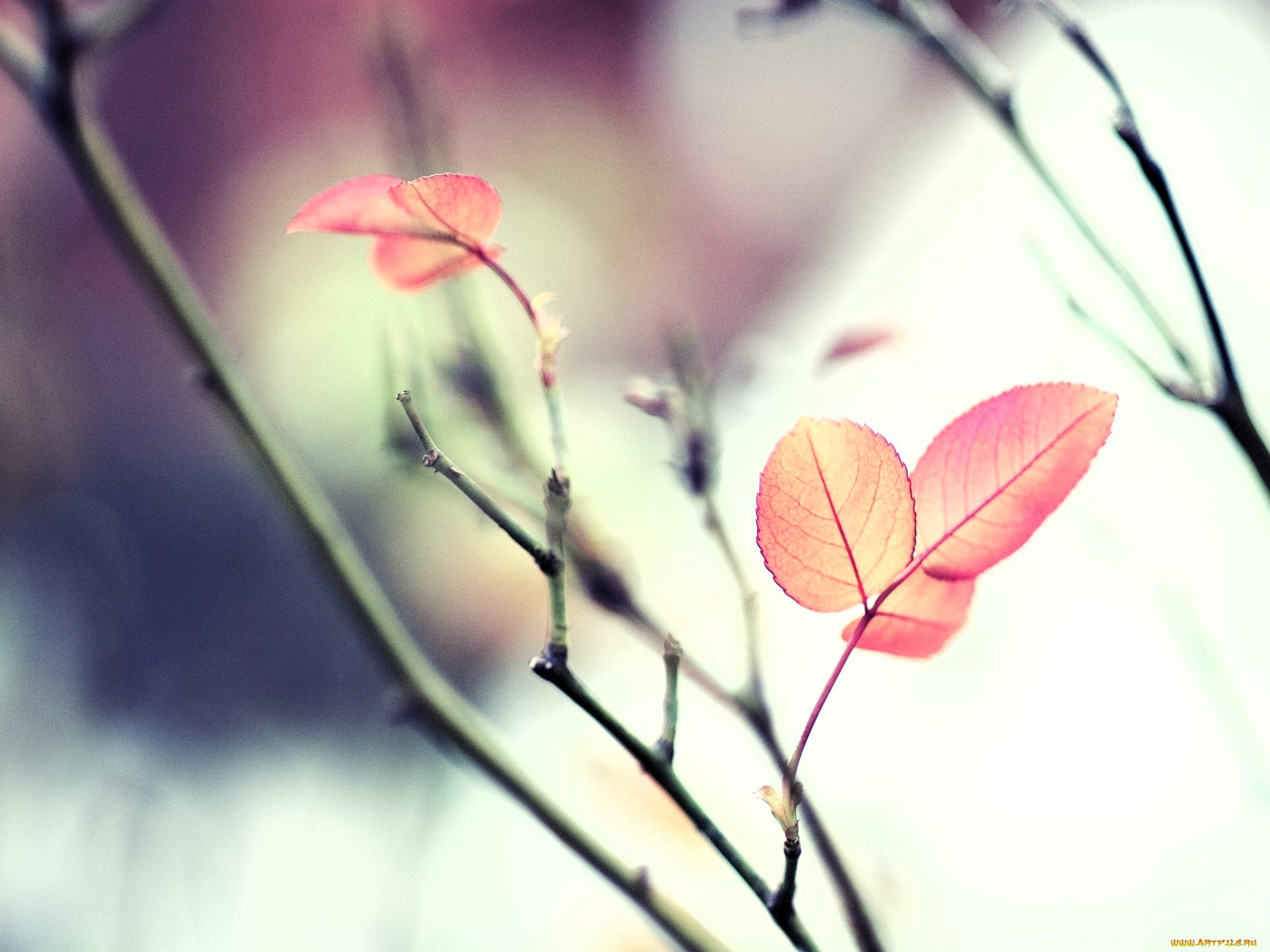 �������, ������, �����, �����